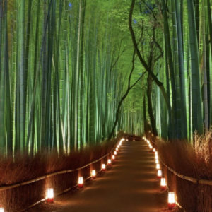 Entradas Bambú de Arashiyama